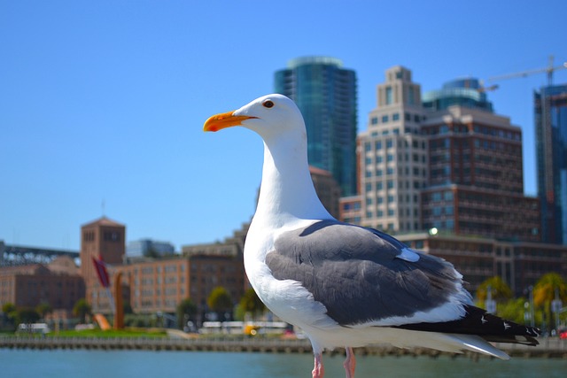 san francisco long distance movers