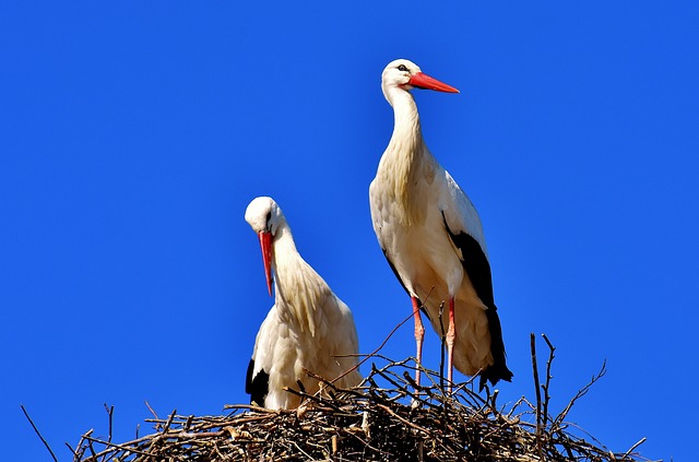 Urgent Moves, No Problem: Last-Minute Long Distance Movers Sarasota