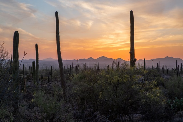 long distance movers tucson